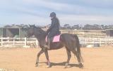 STUNNING ARABIAN X WARMBLOOD MARE on HorseYard.com.au (thumbnail)