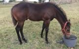 Quality Registered Quarter Horse on HorseYard.com.au (thumbnail)