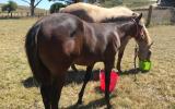 Quality Registered Quarter Horse on HorseYard.com.au (thumbnail)