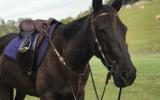 Exceptional Stock Horse on HorseYard.com.au (thumbnail)