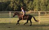 Exceptional Stock Horse on HorseYard.com.au (thumbnail)