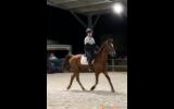 'Joey' FOR SALE.  16 hands, 18 year old TB cross.  on HorseYard.com.au (thumbnail)