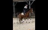 'Joey' FOR SALE.  16 hands, 18 year old TB cross.  on HorseYard.com.au (thumbnail)