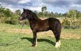 Stunning Black Gypsy Cob Gelding For Sale on HorseYard.com.au (thumbnail)