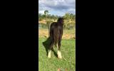 Stunning Black Gypsy Cob Gelding For Sale on HorseYard.com.au (thumbnail)