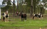 Stunning Black Gypsy Cob Gelding For Sale on HorseYard.com.au (thumbnail)