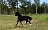Stunning Black Gypsy Cob Gelding For Sale on HorseYard.com.au (thumbnail)