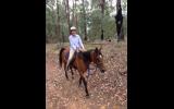 Arab/Warmblood Mare on HorseYard.com.au (thumbnail)