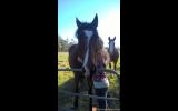Wanted: Trail Riding Horse on HorseYard.com.au (thumbnail)
