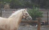 Palomino filly with bling on HorseYard.com.au (thumbnail)