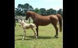 Arabian mare  on HorseYard.com.au (thumbnail)