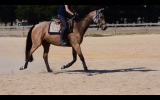 6 YO Buckskin Mare on HorseYard.com.au (thumbnail)