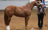 Broodmare - WP Aint She Phenomenal. Pic as yearling. on HorseYard.com.au (thumbnail)