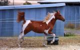 Chestnut Tobiano Arabian (75%) Filly on HorseYard.com.au (thumbnail)
