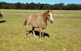 Welsh Pony on HorseYard.com.au (thumbnail)