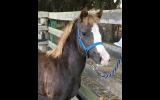 Welsh B Filly on HorseYard.com.au (thumbnail)