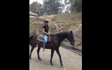 Lukah 16hh thoroughbred gelding true gentleman on HorseYard.com.au (thumbnail)