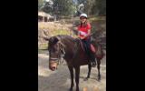 Lukah 16hh thoroughbred gelding true gentleman on HorseYard.com.au (thumbnail)