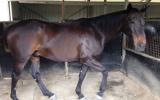 Lukah 16hh thoroughbred gelding true gentleman on HorseYard.com.au (thumbnail)