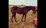 STUDBOOK ASH YEARLING FILLY - PF Abdul lines on HorseYard.com.au (thumbnail)