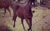 STUDBOOK ASH YEARLING FILLY - PF Abdul lines on HorseYard.com.au (thumbnail)