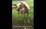 Quarter horse mare 