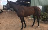 Potential Moshe broodmare  on HorseYard.com.au (thumbnail)