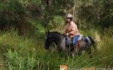 Mr WIZZ Blue Roan Appi on HorseYard.com.au (thumbnail)