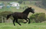 50% FW Gelding bred for performance on HorseYard.com.au (thumbnail)