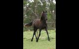 50% FW Gelding bred for performance on HorseYard.com.au (thumbnail)