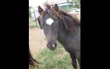 mini mare in foal..homozygous black, overo, appy on HorseYard.com.au (thumbnail)