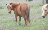 mini. small horse mare silver bay...beautiful!! on HorseYard.com.au (thumbnail)