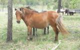 mini. small horse mare silver bay...beautiful!! on HorseYard.com.au (thumbnail)