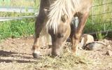 mini horse colt chocholate taffy stunning FRIENDLY on HorseYard.com.au (thumbnail)
