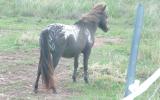 mini horse black blanket ...BEAUTIFUL Friendly on HorseYard.com.au (thumbnail)