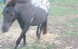 mini horse black blanket ...BEAUTIFUL Friendly on HorseYard.com.au (thumbnail)