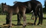 Package - ASH Black Mare with 2016 ASH reg Black Filly Foal at Foot Mare is Hardrock Jet, ASH reg.  on HorseYard.com.au (thumbnail)