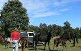 Package - ASH Black Mare with 2016 ASH reg Black Filly Foal at Foot Mare is Hardrock Jet, ASH reg.  on HorseYard.com.au (thumbnail)