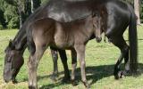 Package - ASH Black Mare with 2016 ASH reg Black Filly Foal at Foot Mare is Hardrock Jet, ASH reg.  on HorseYard.com.au (thumbnail)