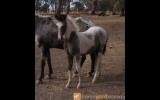 Blue & Roan Filly on HorseYard.com.au (thumbnail)