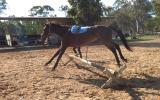 Bay standard gelding 16hh, 5 year old on HorseYard.com.au (thumbnail)