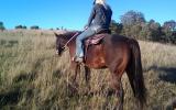 Excellent trail riding horse on HorseYard.com.au (thumbnail)