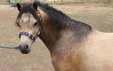 Buckskin Welsh A Stallion on HorseYard.com.au (thumbnail)
