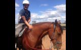 9 Year Old Morgan X gelding on HorseYard.com.au (thumbnail)