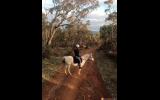 Forward moving Arabian Pony on HorseYard.com.au (thumbnail)