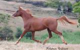 Pure Crabbet Arabian Stallion on HorseYard.com.au (thumbnail)