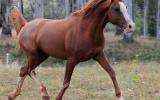 Pure Crabbet Arabian Stallion on HorseYard.com.au (thumbnail)