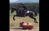 Jet Black Aust Stock Gelding + VIDEO+ on HorseYard.com.au (thumbnail)