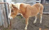 Welsh Pony on HorseYard.com.au (thumbnail)