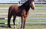 Child mount taught many begginners 12.2h chunky 16 yr old  on HorseYard.com.au (thumbnail)